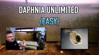 How I Raise Daphnia Water Fleas And You Can Too [upl. by Dorrej]