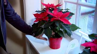 Poinsettia Care Guide [upl. by Mattheus]