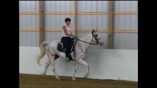 Exercises to Break up the Pace for Gaited Horses [upl. by Calia]