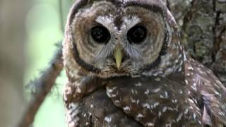 California Spotted Owl research in the Sierra Nevada [upl. by Krucik911]