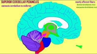 cerebellar peduncles and cerebellar tracts [upl. by Norha]