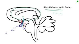 Hypophyseal portal system of the hypothalamus [upl. by Anrat]