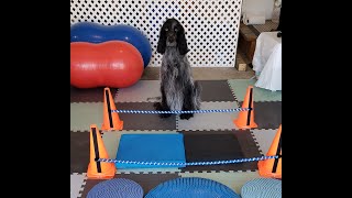 How to do Cavaletti Rail Exercises With Your Dog [upl. by Erhart]