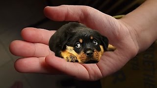 The tiniest dogs in the world  small dog breeds [upl. by Rizan]