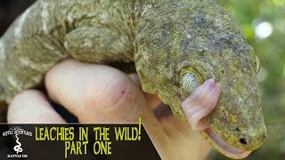 LEACHIANUS GECKOS IN THE WILD PART 1  Rhacodactylus Leachianus  New Caledonia 2018 [upl. by Tugman]