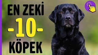 En zeki 10 köpek ırkı  Hayvanlar Alemi  Aklında olsun [upl. by Naz]