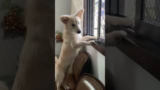 Doggie in the window dog white cuddles asmr puppy doggie doggieshorts mochi [upl. by Tootsie542]