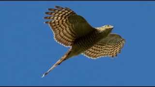 Sparrowhawk Bird Call Bird Song [upl. by Dyson]