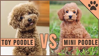 Toy Poodle vs Miniature Poodle [upl. by Nomrac]