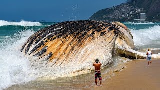 7 Most Giant Sea Creatures Youve Ever Seen [upl. by Maribeth340]