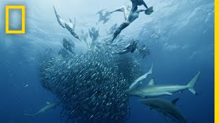 Sardine Feeding Frenzy  50 Shades of Sharks [upl. by Tatia]