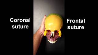 Anatomy of the Skull Part 1 [upl. by Derron710]