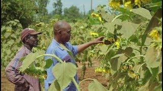 Farming with Conservation Agriculture in Kenya [upl. by Neirrad]