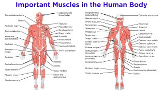 The Muscular System [upl. by Carce]