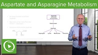 Aspartate Family and Asparagine Metabolism – Biochemistry  Lecturio [upl. by Valerie51]