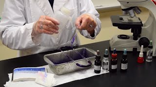 How to Perform a Gram Stain  MCCC Microbiology [upl. by Mabel921]