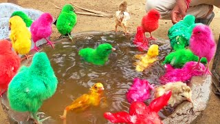 Video MURGI Chicks Swimming Pools Bathing Decolarization FRACAS  FishCutting [upl. by Launame]