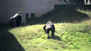 Gorilla Fight at Philadelphia Zoo [upl. by Nort]