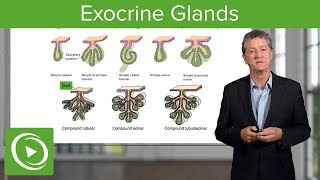 Exocrine Glands – Histology  Lecturio [upl. by Lednar]