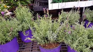 Growing Lavender Indoors [upl. by Sterrett]