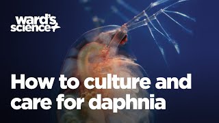 Caring and Culturing for Daphnia [upl. by Rapsag]