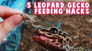 Leopard Gecko Feeding Hacks  Dusting Handfeeding Feeder Insects Sizes amp More [upl. by Arukas555]