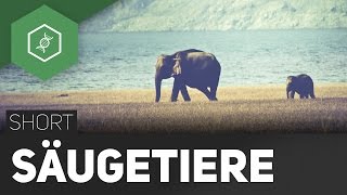 Säugetiere [upl. by Krug]