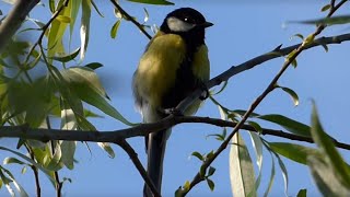 Ptice Hrvatske  Velika sjenica mužjak Parus major Birds of Croatia  Great Tit male 210 [upl. by Nnylecyoj]