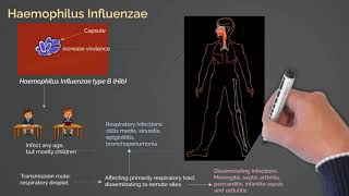 Haemophilus Influenzae Infections [upl. by Reviel]