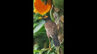 Common myna bird [upl. by Assili]