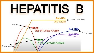 Hepatitis B SerologyInterpretation [upl. by Trembly]