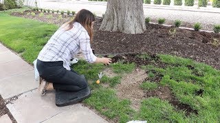 Reseeding Patchy Grass 🌿 [upl. by Ecilahc658]