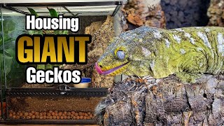 How to Setup a Giant Gecko Vivarium Rhacodactylus leachianus [upl. by Jecho596]