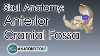 Anterior Cranial Fossa  Skull Anatomy [upl. by Aitram]