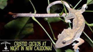 CRESTED GECKOS LEACHIES and other reptiles AT NIGHT New Caledonia 2018 [upl. by Mistrot]