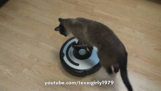 Cat shows HOW TO use iRobot Roomba Vacuum [upl. by Chon]