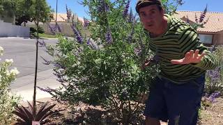 How to grow Chaste Tree or Vitex [upl. by Hasile]