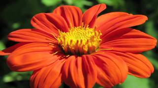 Gardening Tips  How to Grow Mexican Sunflower Tithonia Rotundifolia [upl. by Felten]