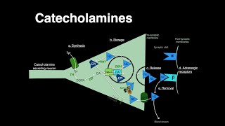 Catecholamines Norepinephrine Epinephrine [upl. by Larimer214]