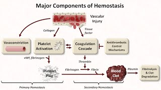 Hemostasis Lesson 1  An Introduction [upl. by Elbert]