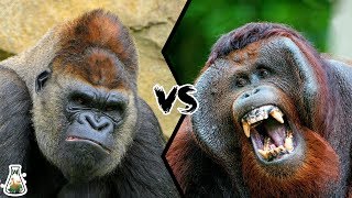 GORILLA VS ORANGUTAN  Who is the king of the Great Apes Family [upl. by Robi477]