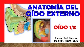 🥇 OÍDO 13 Anatomía del OÍDO EXTERNO Fácil Rápida y Sencilla [upl. by Neelhtac]