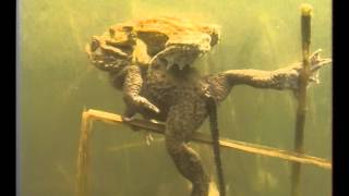 La Grenouille rousse  Documentaire Animalier [upl. by Arhas]