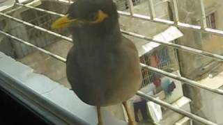 Common Myna [upl. by Liagiba615]