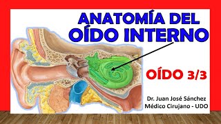 🥇 OÍDO 33 Anatomía del OÍDO INTERNO Fácil Rápida y Sencilla [upl. by Wivestad]