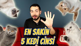 EN SAKİN 5 KEDİ IRKI En Sakin ve Uysal Kedi Cinsleri [upl. by Aihseuqal]