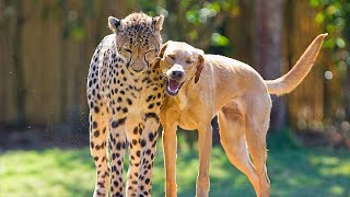 10 Unbelievable Unlikely Animal Friendships [upl. by Devad]