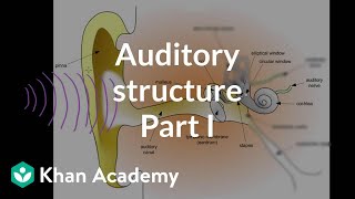 Auditory structure  part 1  Processing the Environment  MCAT  Khan Academy [upl. by Germayne]