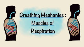 Muscles of Respiration  Breathing Mechanics  Respiratory Physiology [upl. by Ferri]