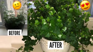 English Ivy Plant Care  Hedera Helix Vines  Ivy Houseplants [upl. by Ymmac]